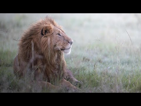 Видео: Прогулка по Минскому зоопарку | Встреча с Шерханом и Симой | Minsk Zoo