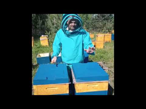 Видео: Медовик на весняний взяток