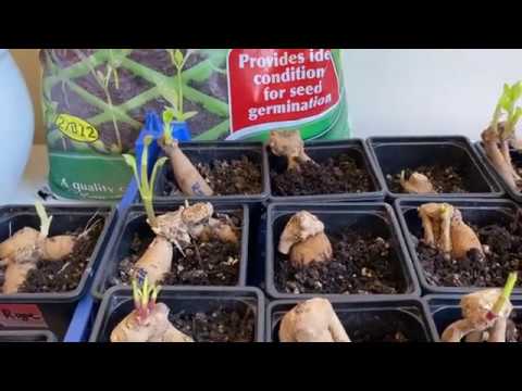 Видео: Как размножить георгины - суперновинки. Черенкование георгин. ЧАСТЬ2.