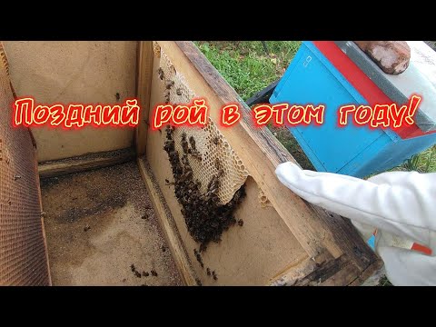 Видео: Поздний рой в этом году!