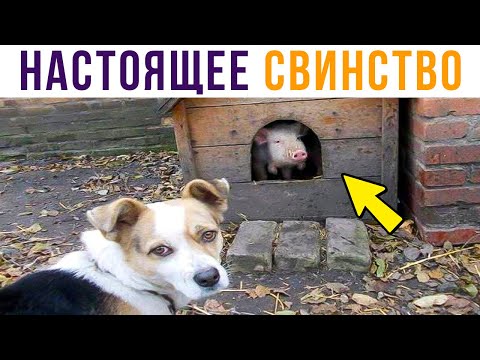 Видео: Настоящее СВИНСТВО) Приколы | Мемозг #497