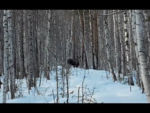 Видео: Биотехния зимой. Зерно для кабанов. Веники для косуль. Лось пофигист. Глухарь.