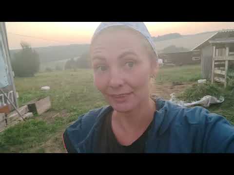 Видео: Теперь мы без козлов.Можно ли содержать вместе и коз,и козлов.Что с коровой,не знаю