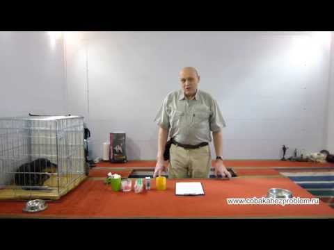 Видео: Практическая дрессировка. Как приучить собаку к чистке ушей