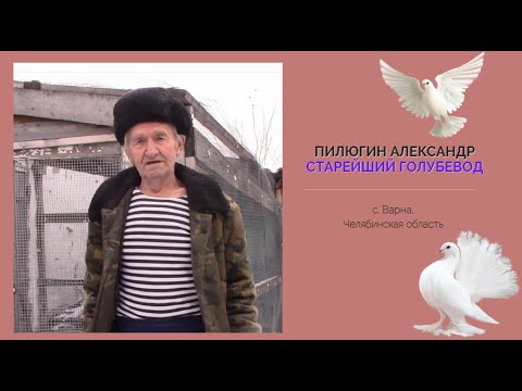 Видео: Пилюгин Александр Петрович / Старейший Варненский голубевод