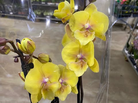 Видео: "7 ЦВЕТОВ" ПРЕДПРАЗДНИЧНЫЙ ЗАВОЗ ОРХИДЕЙ И ДРУГОЙ КРАСОТЫ.