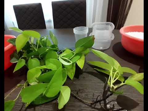 Видео: Сциндапсус,филодендрон...черенкуем и укореняем в перлите..