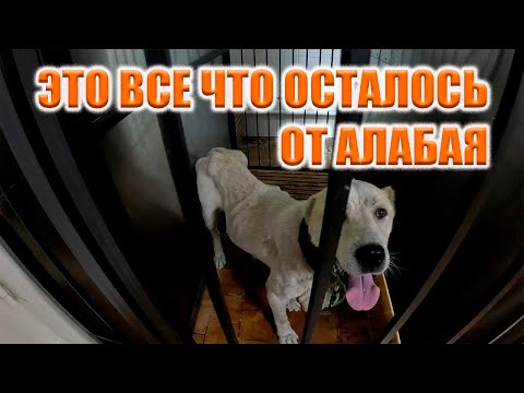 Видео: МЫ БЫЛИ В ШОКЕ ОТ УВИДЕННОГО! ВОТ ЧТО БЫВАЕТ, КОГДА ВЕРНЫЙ ДРУГ ПЕРЕСТАЕТ БЫТЬ НУЖЕН!