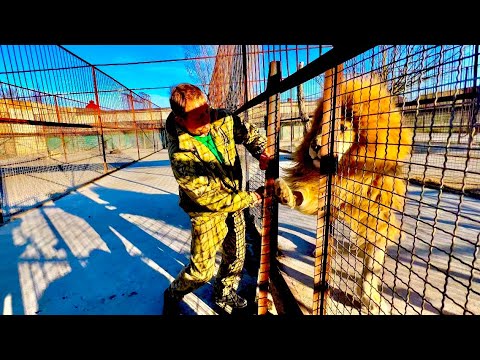 Видео: Кто быстрей ОТКРОЕТ или ЗАКРОЕТ дверь, лев или Олег Зубков?