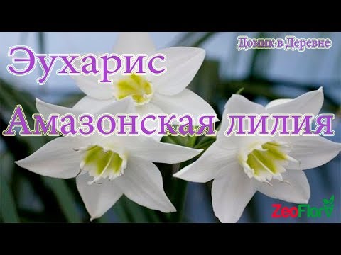 Видео: Эухарис ! Амазонская лилия во что посадить ?