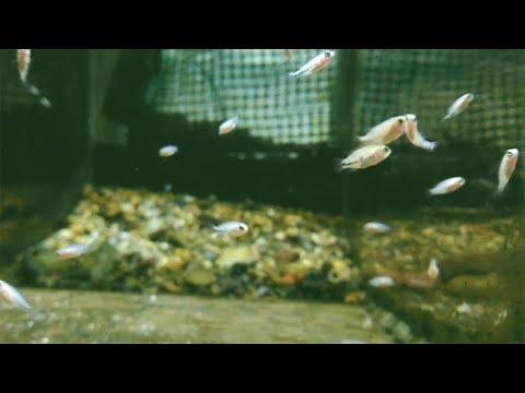 Видео: Малек хромиса красавца  поднял на сухом корме