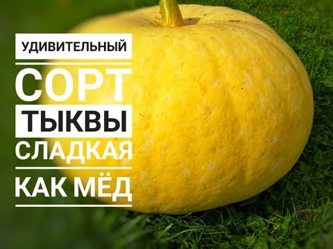 Видео: Удивительный Сорт Тыквы ☘️ сладкая как мёд