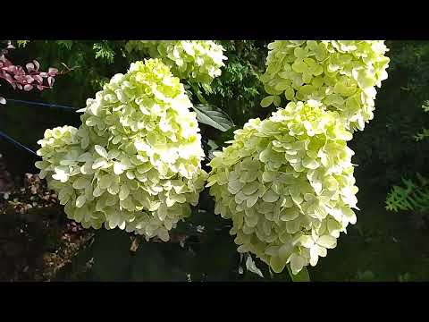 Видео: Большой обзор гортензий. 25 июля 2025г.