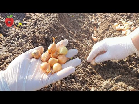 Видео: Мы попробовали три способа посадки лука – вот лучший!!
