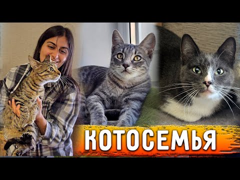 Видео: Подобрала котосемью с улицы. Мама кошка с детьми. Они жили в одном дворе с Мэри. Очень ищут семью.