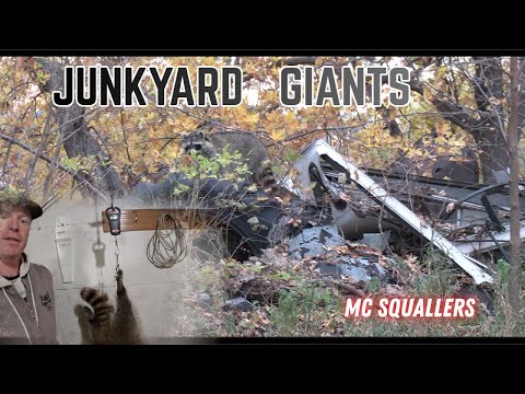 Видео: ЗОВ ЕНОТОВ: призываем гигантских мусорных панд с мусорных куч! #mcsquallers #охота #наприроде