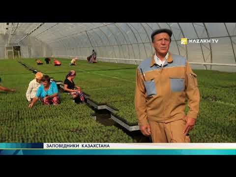 Видео: Как спасти Сосновый бор от пожара?