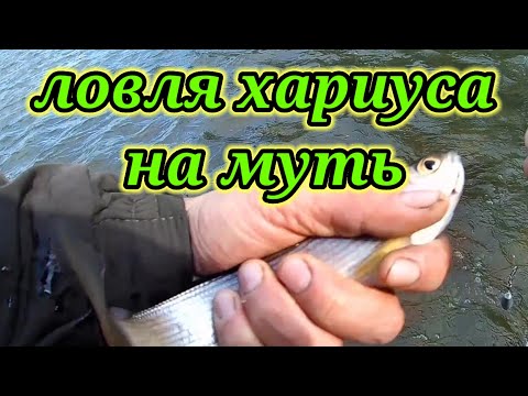 Видео: Ловля хариуса на Муть 👆. Осенняя рыбалка на реке Бия.