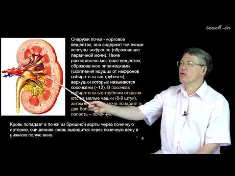 Видео: Дубынин В. А. - 100 часов школьной биологии - 1.11. Почки, выделение