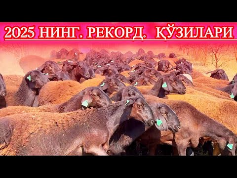 Видео: БУНАҚАСИ ЙИЛДА БИР, ШОШИЛИНГ ТЕЗ БЎЛИНГ БИР #асрордонаев #сурхондарёхисорикуйлари 