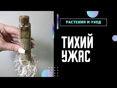 Видео: АДЕНИУМЫ РЕЗУЛЬТАТ прививок августа #адениум #adenium