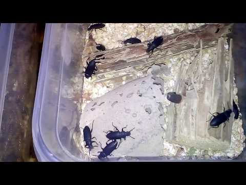 Видео: Содержание и Разведение Зофобаса