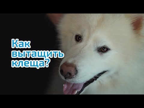 Видео: Клещ у собаки. Как ВЫТАЩИТЬ КЛЕЩА у собаки в домашних условиях.