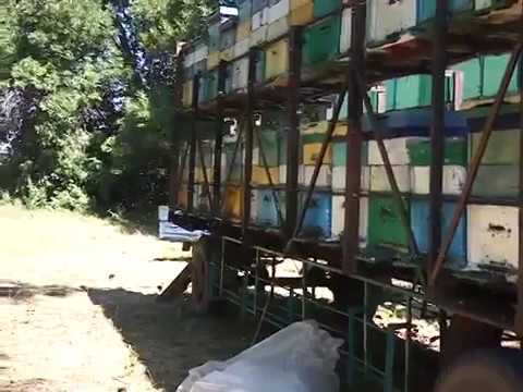 Видео: Откачка мёда на пасеке Жмайлова(буржуя). Кочевое пчеловодство.