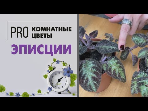 Видео: Эписции. Цветущее растение с бархатными листьями. Эписция Арлекин и Эписция Пинк Пантер.