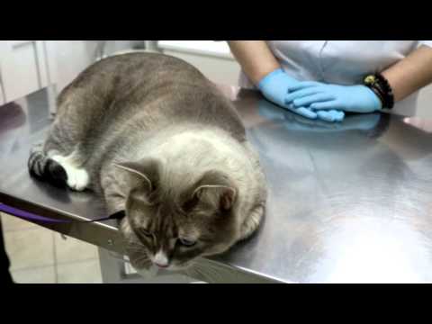 Видео: Прививка от бешенства