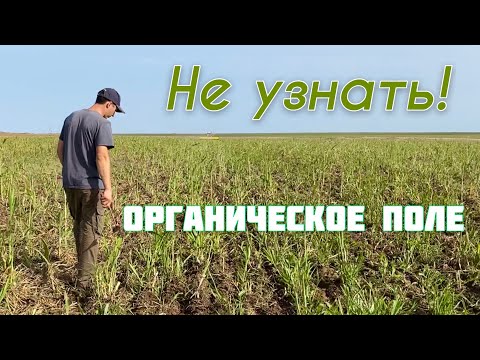 Видео: Органическое поле не узнать!