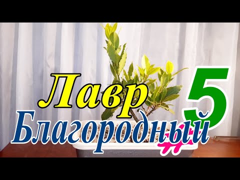 Видео: Лавр Благородный/Láurus nóbilis #5  Сентябрь 2025