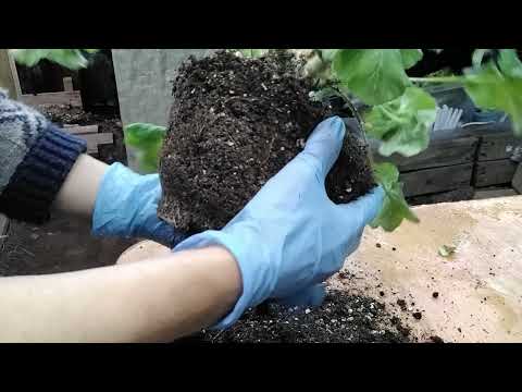 Видео: #308. Красавицу Эммануэль(ТА) под нож!Обрезка,пересадка,укоренение пеларгонии двумя способами.