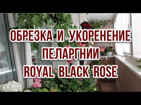 Видео: Обрезка и укоренение пеларгонии Royal Black Rose. Выпуск от 22.03.23