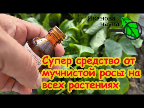 Видео: Мучнистая роса: когда нет ничего под руками, поможет это супер средство!