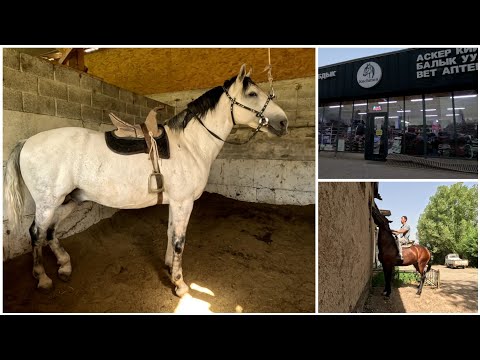 Видео: Кыргызстанга от олишга бордик! Кыргызстан саргузаштлари! 3-қисм
