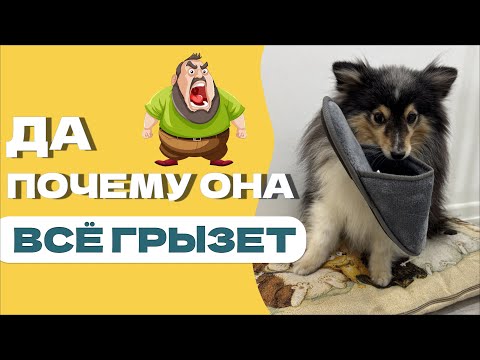 Видео: КИНОЛОГ О СОБАКАХ, ПОЧЕМУ ОНИ ГРЫЗУТ И ЧТО С ЭТИМ ДЕЛАТЬ