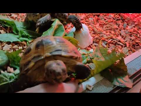 Видео: Ужин моих питомцев НОЯБРЬ 2025 года #кашка для попугаев #черепахи #морскиесвинки 