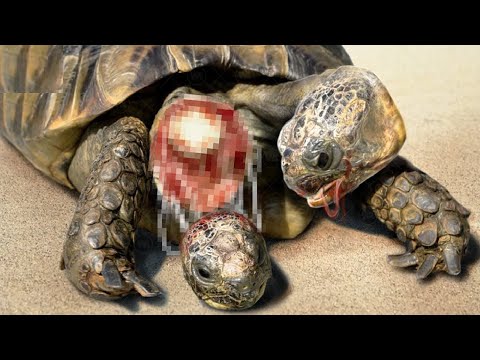 Видео: ЕКІ БАСТЫ ТАСБАҚА ЕКІНШІ БАСЫН ЖҰЛЫП ТАСТАДЫ | ЕҢ АҚЫМАҚ ЖАНУАРЛАР