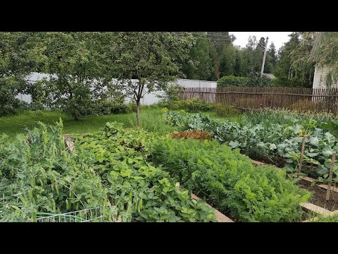 Видео: Дачные будни 15 июля 2023 г. Обзор огорода и теплицы.