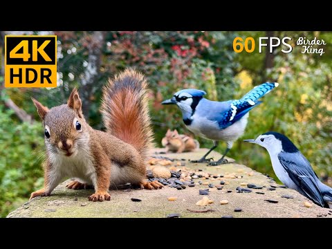 Видео: КОШКА ТВ 😺 Безграничные птицы и белки 🐿 8 часов 4K HDR 60FPS