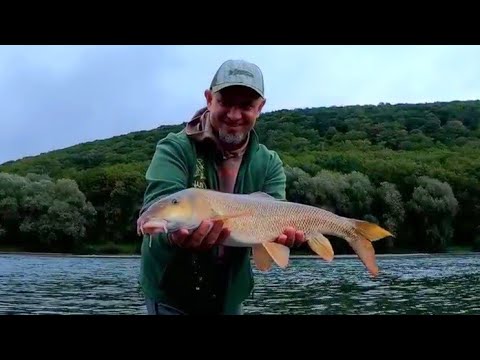 Видео: Вусатий Трофей Дністра. Риболовля з Ночівлею (ч2)