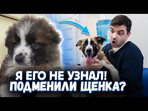 Видео: Я не УЗНАЛ щенка! Подмена? Ветеринар меняет пол...