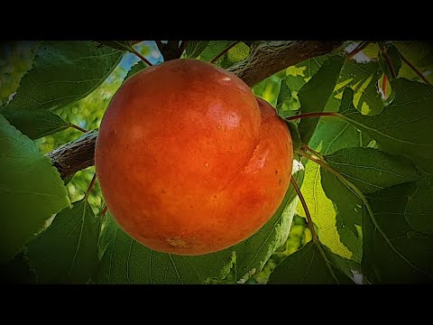 Видео: Абрикос Рубиста - ранний, крупный, красивый и даже очень вкусный ! ! !