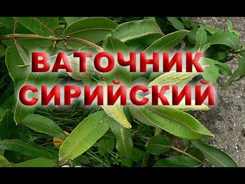 Видео: ВАТОЧНИК - КАК БОРОТЬСЯ