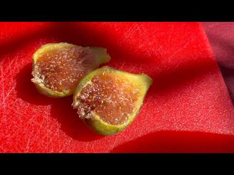 Видео: Советы для тех, кто выращивает инжир в первый год, новости за октябрь, что созрело, а что нет!?