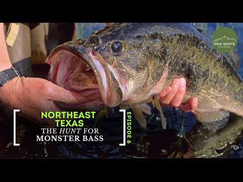 Видео: EAST TEXAS GIANTS: Северо-восточная экспедиция на монстр-баса | Wild Roots