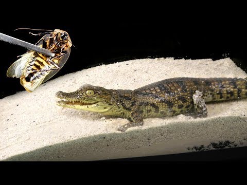 Видео: ЧТО ЕСЛИ КРОКОДИЛУ ДАТЬ БОЛЬШОГО ЖУКА - АТАКА И НАПАДЕНИЕ - КРОКОДИЛ В КВАРТИРЕ