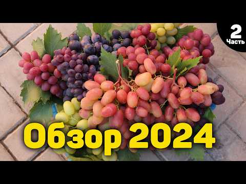 Видео: Обзор ультраранних и ранних сортов винограда - 2024 - Часть 2 🍇📸