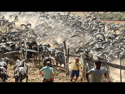 Видео: Пуэрто-Рико в Аду! Опасный Зараженный Хищник Сбегает из Лаборатории США
